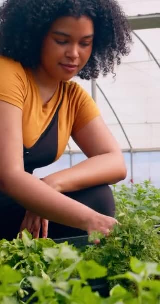 Portret Pięknej Kobiety Farmera Dając Znak Podczas Kontroli Warzyw Wysokiej — Wideo stockowe