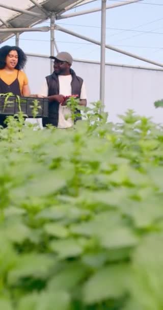 Egy Vegetáriánus Ládát Cipelő Női Farmer Sétál Kollégájával Farm Alagútjában — Stock videók
