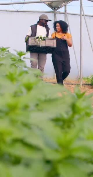 Férfi Farmer Aki Zöldséges Ládát Cipel Kollégájával Farm Alagútján Keresztül — Stock videók