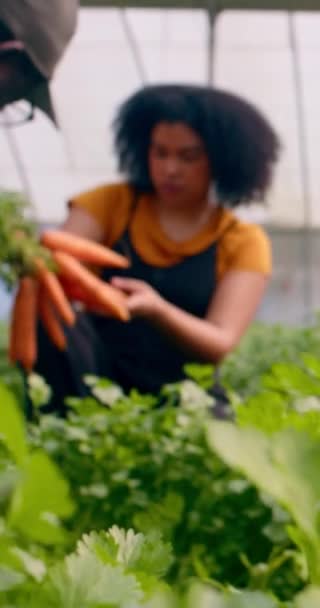 Két Fekete Farmer Betakarítja Ellenőrzi Zöldségeket Üvegházakban Répát Kiváló Minőségű — Stock videók