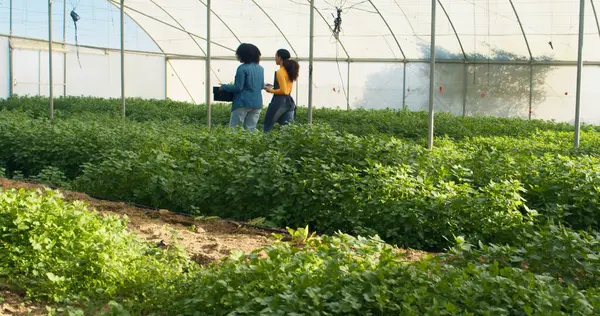 stock image Female farmer carrying veggie crate walking with colleague through farm tunnel. High quality photo