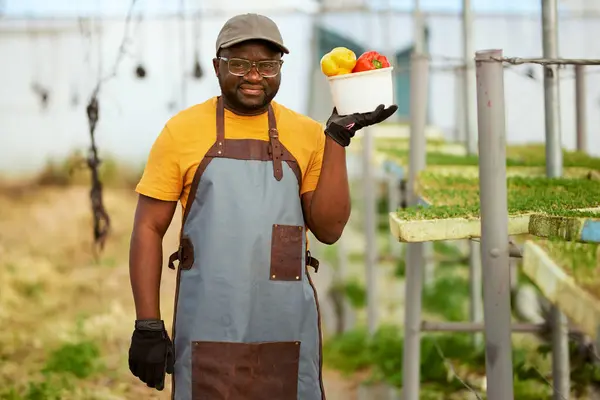 stock image Black farmer holding vegetables, wearing gloves, greenhouse in background. High quality photo