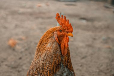 Hayvanlarla Çiftlik Tatilleri. İtalya