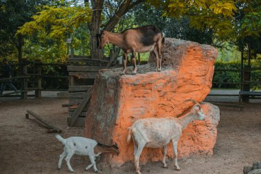 Hayvanat bahçesinde keçiler.
