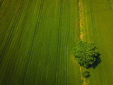 yeşil ağaç tarlada