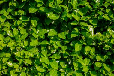 yeşil yaprak dokusu arkaplanı