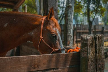 İtalya 'daki Cowboyland Lunaparkı. Voghera, Lombardy, kuzey İtalya 'daki Batı tarzı eğlence parkı. İtalya 'nın ilk ve tek batı temalı parkıdır..