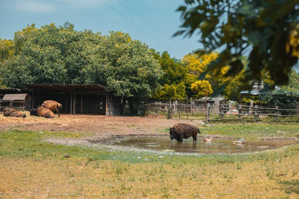 İtalya 'daki Cowboyland Lunaparkı. Voghera, Lombardy, kuzey İtalya 'daki Batı tarzı eğlence parkı. İtalya 'nın ilk ve tek batı temalı parkıdır..
