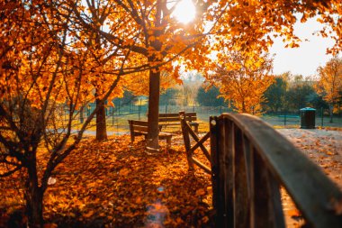 Güzel bir portakal ve altın sonbahar akçaağaç yaprakları güneş ışığında bulanık bir parka karşı güzel bir bokeh ile. Doğal sonbahar geçmişi. Yüksek kalite fotoğraf