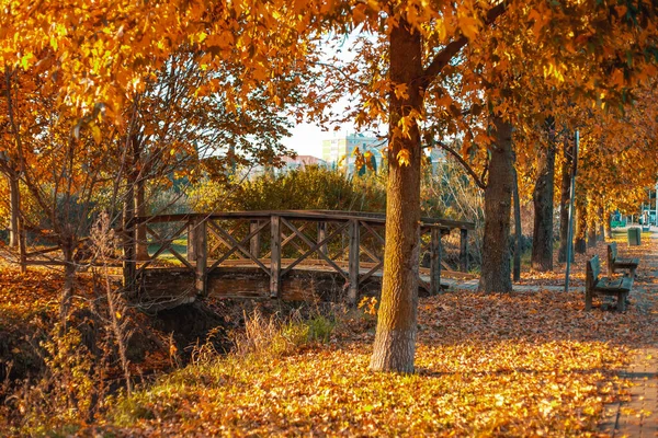 Sonbahar parkındaki eski köprü. Sarı ağaçlar ve güneşli güzel sonbahar manzarası. Yüksek kalite fotoğraf