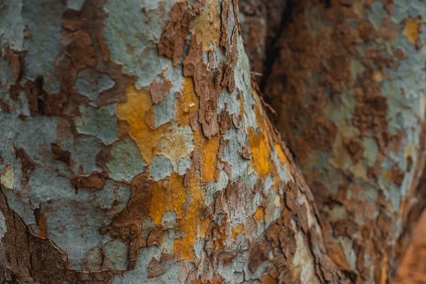 Beautiful background texture of American sycamore tree, western sycamore tree bark in Milan, Italy. High quality photo