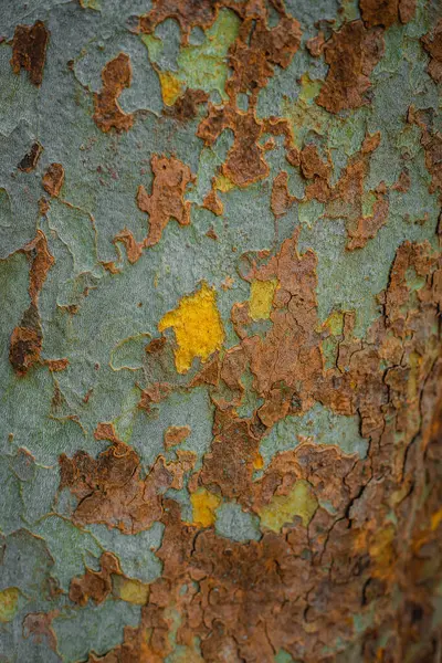 Beautiful background texture of American sycamore tree, western sycamore tree bark in Milan, Italy. High quality photo