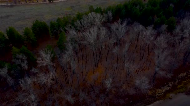 秋の展望ヴォルガ川 グラシンスキーフェスティバルメドウの空想的な景色 秋のドローンから見たロシアの自然 高品質の4K映像 — ストック動画
