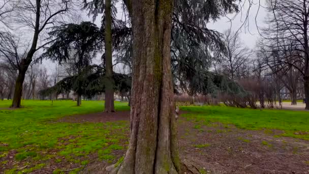Белка Дереве Общественном Парке Милане Замедленной Съемки Экологическая Концепция День — стоковое видео
