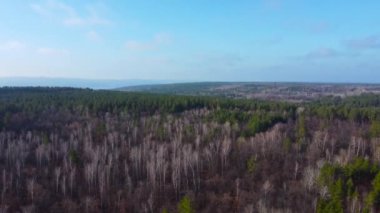 Rusya 'nın Güzel Doğası Havadan Bakış Amaçlı Ekolojiyi Keşfediyor. Ormanın üzerinde insansız hava aracı uçurmak. Ormanın üzerinden uçmak, doğal arka plan hareketi. Ormanda sonbahar. Yüksek kalite 4k görüntü