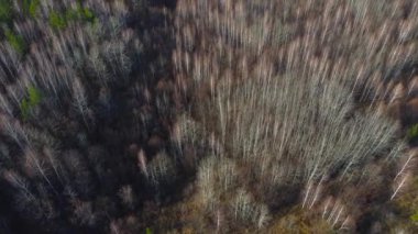 İnsansız hava aracından sonbahar orman manzarası. Doğanın ormanları koruma ve yeniden ağaçlandırma kavramı. Doğa koruma kavramını, Dünya 'yı koruma, ormanları yeniden ağaçlandırma. Yüksek kalite 4k görüntü.