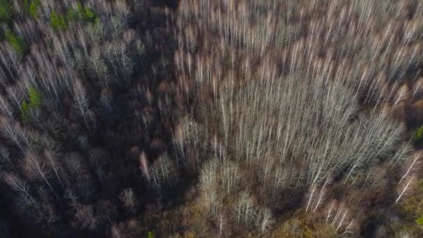 Осенний Вид Лес Беспилотника Концепция Сохранения Возобновления Природных Лесов Охрана — стоковое видео