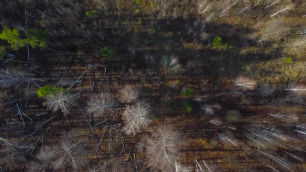 Vista Floresta Outono Partir Drone Conceito Preservação Florestal Natureza Reflorestamento — Vídeo de Stock