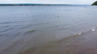 Vahşi ördekler vahşi yaşam insansız hava aracı görüntülerinde yüzerler. Doğa koruma kavramını, Dünya 'yı koruma, ormanları yeniden ağaçlandırma. Vahşi yaşam sahnesi. Yüksek kalite 4k görüntü