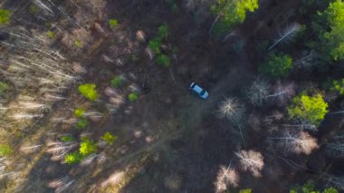 Rusya 'daki Orman' ın Hava Görüntüsü. Rusya 'nın güzel doğası. Yeşil Gezegen Ekoloji. Sonbahar ormanlarında mantar toplayan bir aile. Yüksek kalite 4k görüntü