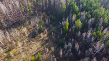 Rusya 'daki Orman' ın Hava Görüntüsü. Rusya 'nın güzel doğası. Yeşil Gezegen Ekoloji. Sonbahar ormanlarında mantar toplayan bir aile. Yüksek kalite 4k görüntü