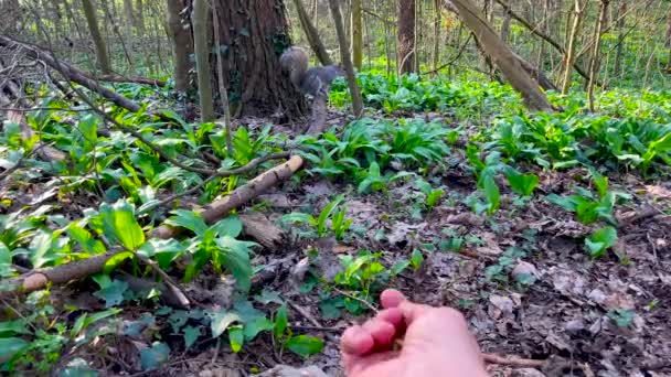 Homem Tenta Alimentar Esquilo Floresta Com Nozes Animal Roedor Fauna — Vídeo de Stock