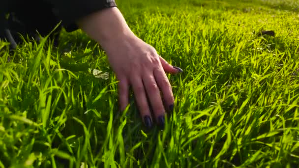 Kobieta Delikatnie Dotyka Przez Wysokie Pole Trawy Przed Pięknym Ciepłym — Wideo stockowe