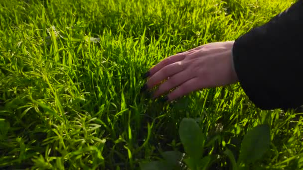Egy Mezőn Dolgozó Farmer Keze Aki Búzacsíra Betakarítását Természetes Mezőgazdaságot — Stock videók
