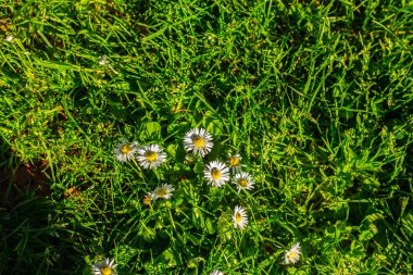 Yeşil otların arka planında papatyalar. Güneşin ışıldadığı, çiçek açan papatyalarla güzel bir doğa sahnesi. Alternatif tıp. Yaz çiçekleri. Güzel çayır. Uzayı kopyala Boşluğu kopyala