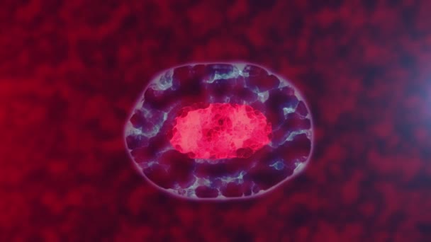 Ένα Κύτταρο Διαιρείται Στα Δύο Παρόμοια Διαδικασία Της Μίτωσης Της — Αρχείο Βίντεο