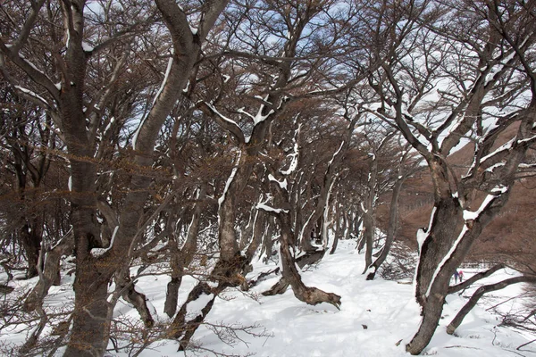 Kışın karlı bir ağacın dalları ve ağaçları