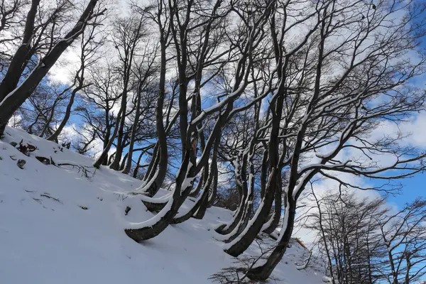 Patagonya 'nın güneyindeki Arjantin' in güzel dağları. Monte Fit Roy.