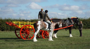 GREAT GRANSDEN, CAMBRIDESHIRE, ENGLAND - SEPTEMBER 24, 2022:  Vintage Hay cart being pulled by Shire Horse and  Clydesdale horse and rider.
