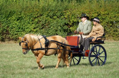 GREAT GRANSDEN, CAMBRIDESHIRE, ENGLAND - SEPTEMBER 24, 2022:  Carriage driving Gig with single horse and driver and passenger in field.