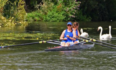ST NEOTS, CAMBRIDGESHIRE, ENGLAND - JULY 23, 2022: Ladies pairs Sculling on river avoiding swans which are very close.