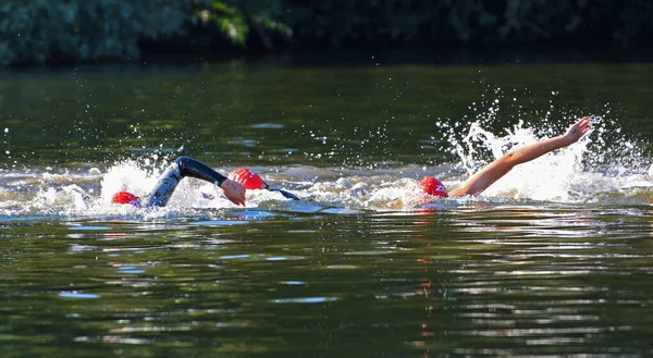 강에서 수영하는 트라이애슬론 선수들 로열티 프리 스톡 사진
