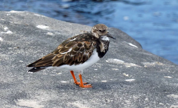 Ruddy Turnstone Bird Perched Rock Lanzarote — Stockfoto