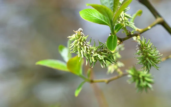 Salgueiro Caprino Salix Caprea Não Florido Fêmea — Fotografia de Stock