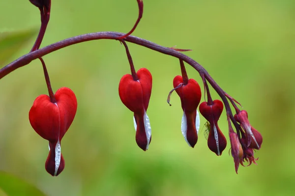 Flowering Decentra or Bleeding Heart with single Aphid close up