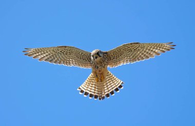 Uçuşta Kestrel 'e yaklaş