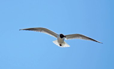 Mavi gökyüzüne karşı uçuşan Siyah Saçlı Martı.