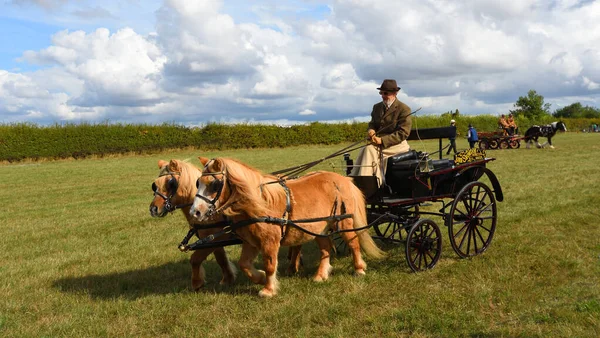 Great Gransden Cambrideshire England September 2022 Carriage Driving Buggy Two — Stock Photo, Image