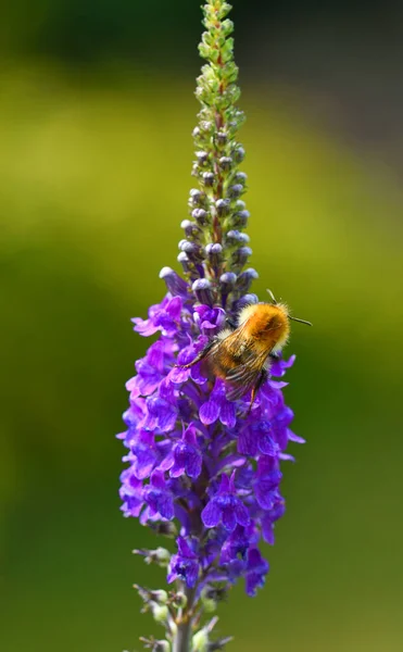 Közönséges Méh Lila Laza Laza Virágon — Stock Fotó