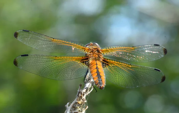 Scarce Caser Dragonfly Female Close — Stock Photo, Image