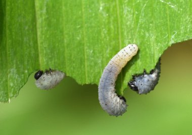 Solomonların larva safhası gibi gri tırtıl, yaz başında Polygonatum türlerini ve melezleri dezenfekte edebilen testere sineği.