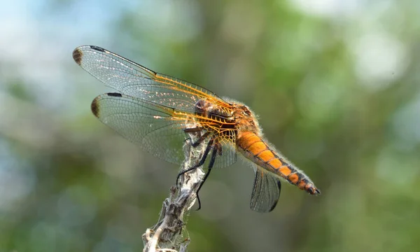 Scarce Caser Dragonfly Female Close — Stock Photo, Image
