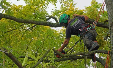 ST NEOTS, CAMBRIDGESHIRE, ENGLAND - SEPTEMBER 18, 2023: Tree Surgeon at work high up tree with chainsaw. clipart
