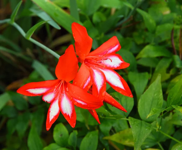Amaryllis Hippeastrum Bight Fleur Rouge Fleurs — Photo