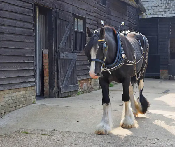 Shire Horse in Stable Yard walking