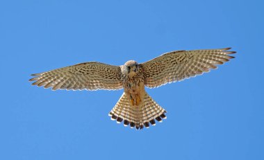 Uçuşta Kestrel 'e yaklaş